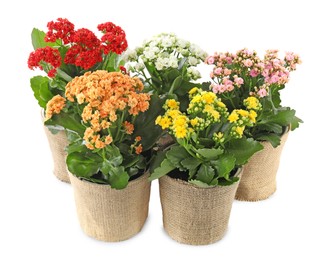 Photo of Beautiful kalanchoe flowers in pots isolated on white