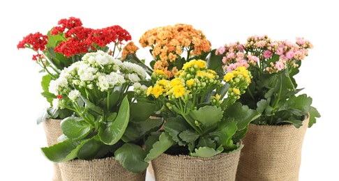 Beautiful kalanchoe flowers in pots isolated on white