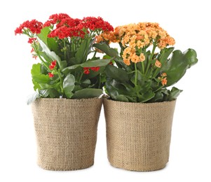 Beautiful kalanchoe flowers in pots isolated on white