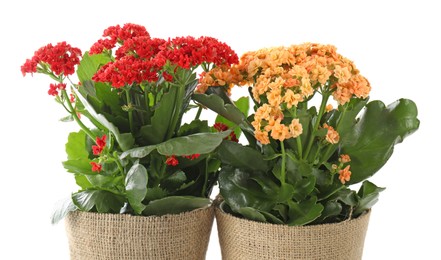 Photo of Beautiful kalanchoe flowers in pots isolated on white