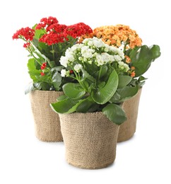 Beautiful kalanchoe flowers in pots isolated on white