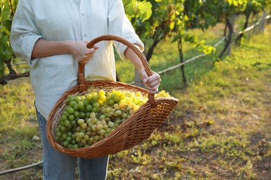 Photo of Farmer with wicker basket of ripe grapes in vineyard, closeup. Space for text