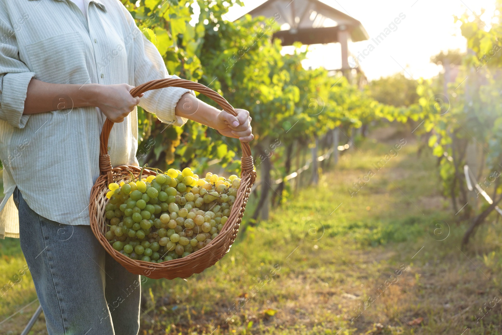 Photo of Farmer with wicker basket of ripe grapes in vineyard, closeup. Space for text