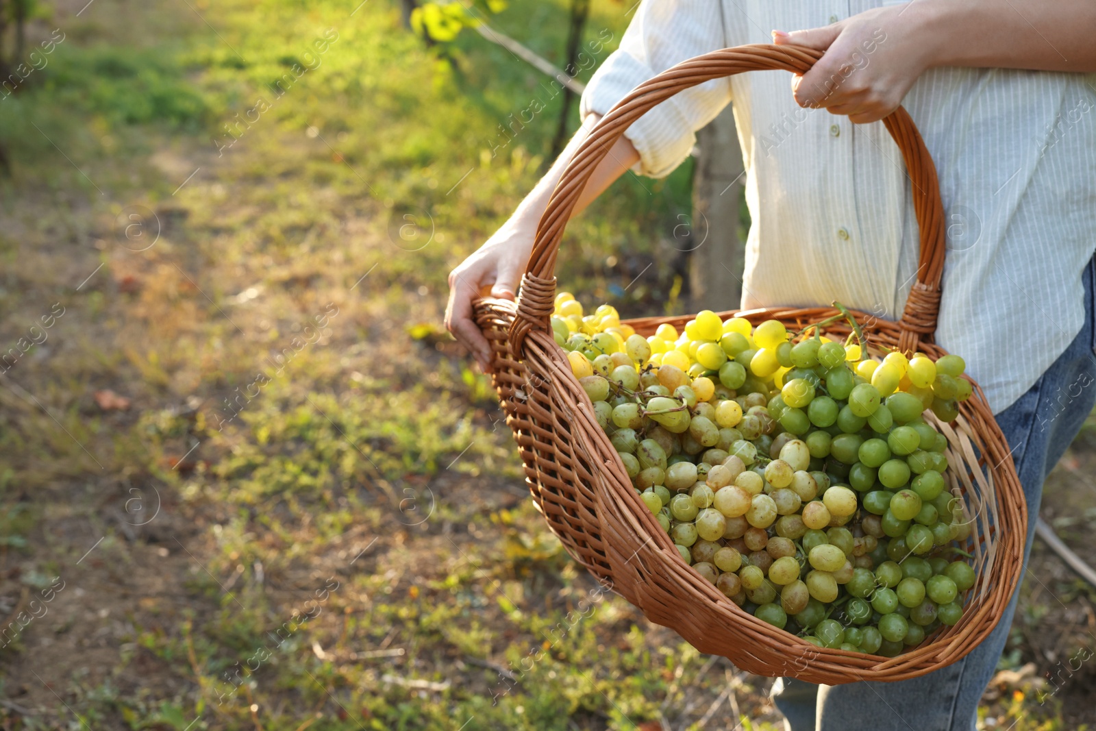 Photo of Farmer with wicker basket of ripe grapes in vineyard, closeup. Space for text