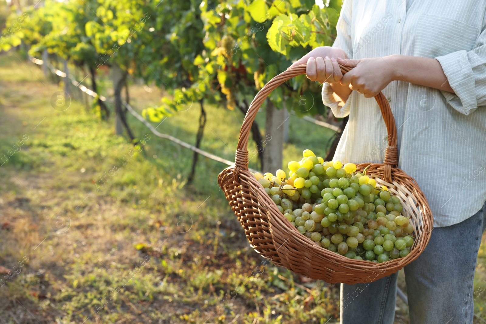 Photo of Farmer with wicker basket of ripe grapes in vineyard, closeup. Space for text