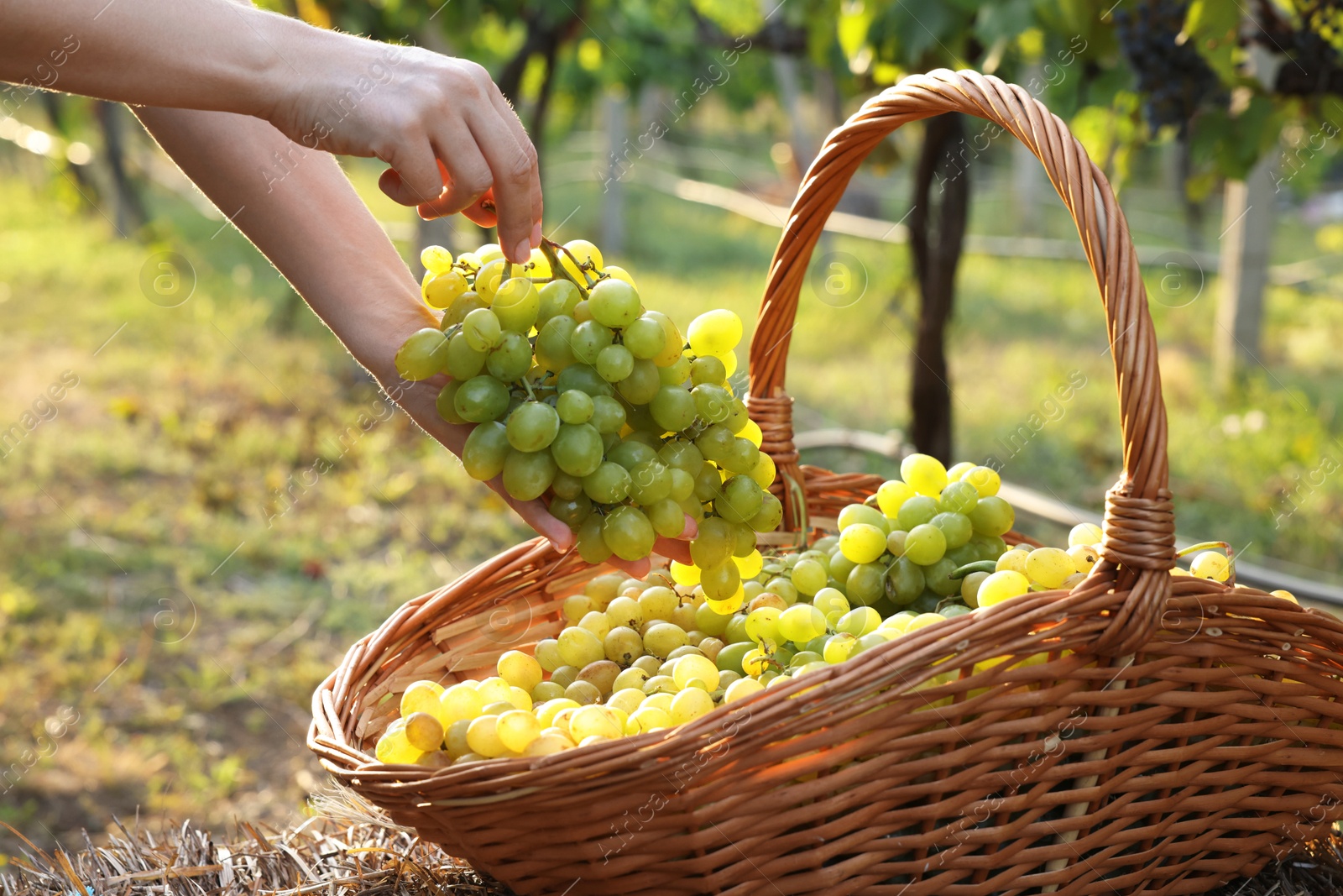 Photo of Farmer picking ripe grapes in vineyard, closeup