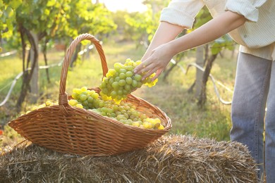 Photo of Farmer picking ripe grapes in vineyard, closeup