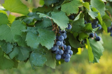 Photo of Ripe juicy grapes growing in vineyard outdoors, closeup