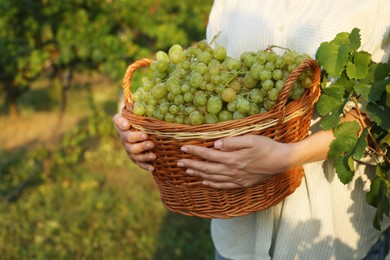 Photo of Farmer holding wicker basket with ripe grapes in vineyard, closeup