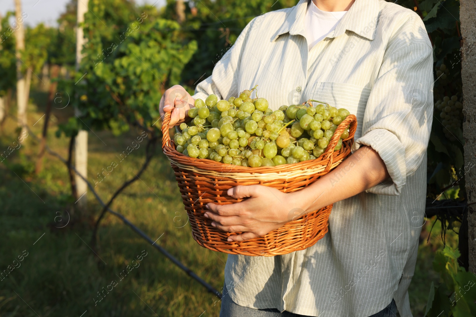 Photo of Farmer with wicker basket of ripe grapes in vineyard, closeup. Space for text