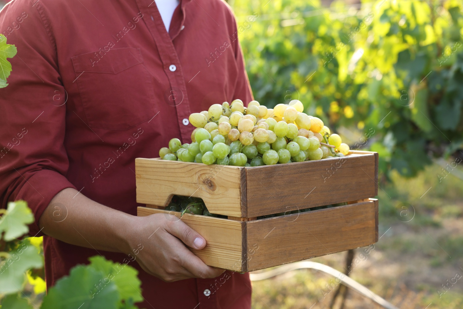 Photo of Farmer holding wooden crate with ripe grapes in vineyard, closeup