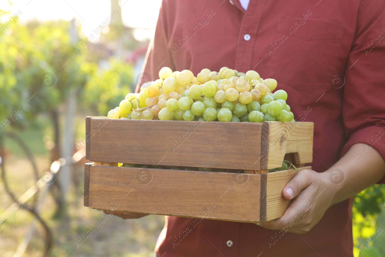 Photo of Farmer holding wooden crate with ripe grapes in vineyard, closeup