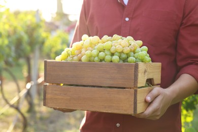 Photo of Farmer holding wooden crate with ripe grapes in vineyard, closeup