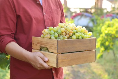 Photo of Farmer holding wooden crate with ripe grapes in vineyard, closeup