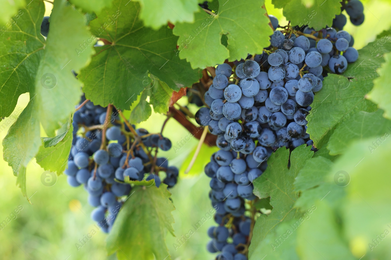 Photo of Ripe juicy grapes growing in vineyard outdoors, closeup