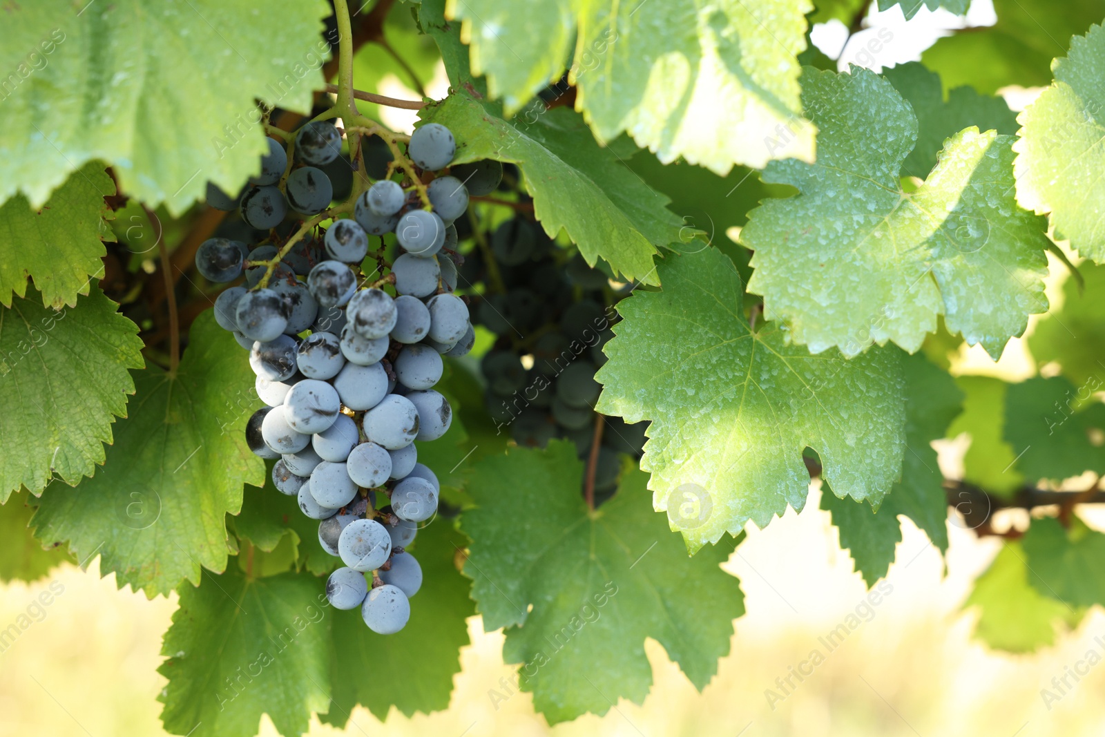 Photo of Ripe juicy grapes growing in vineyard outdoors