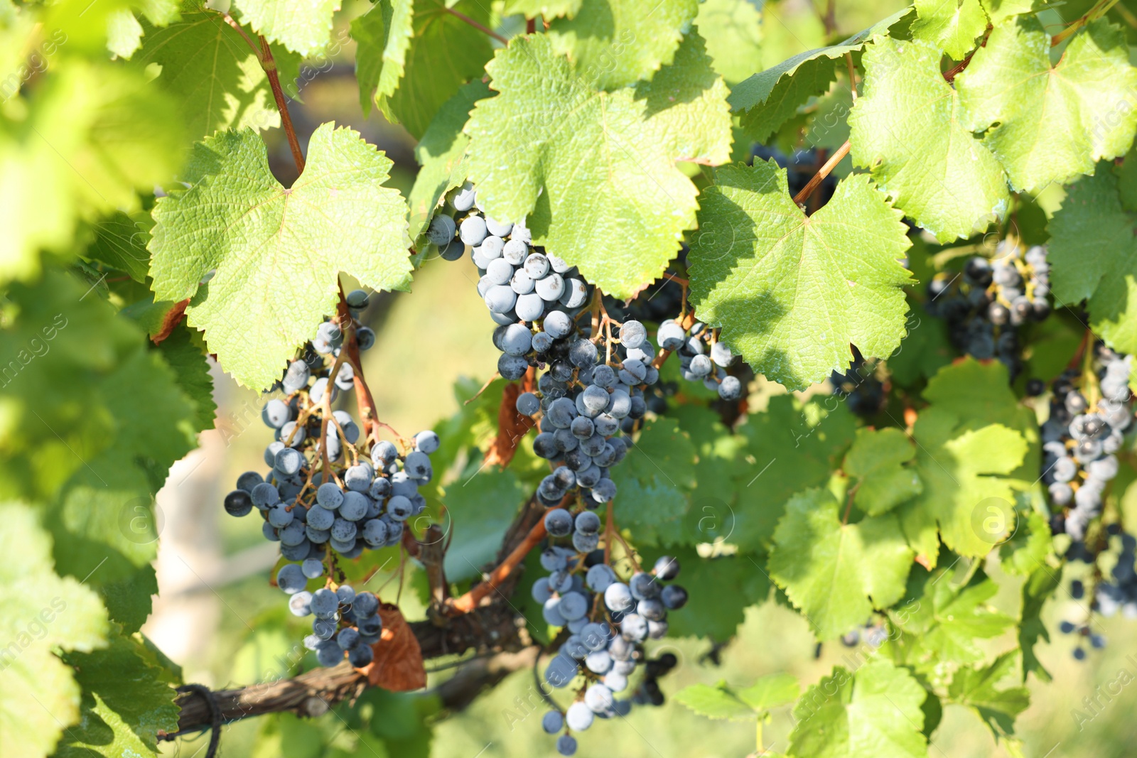 Photo of Ripe juicy grapes growing in vineyard outdoors