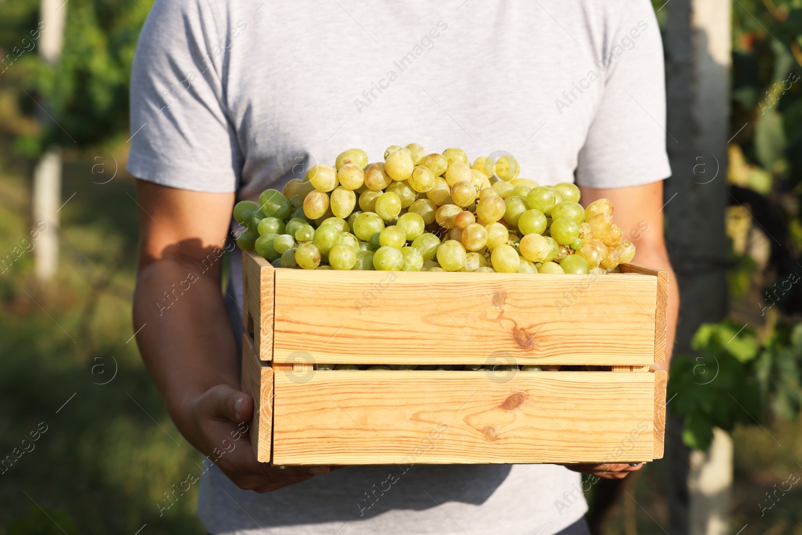 Photo of Farmer holding wooden crate with ripe grapes in vineyard, closeup