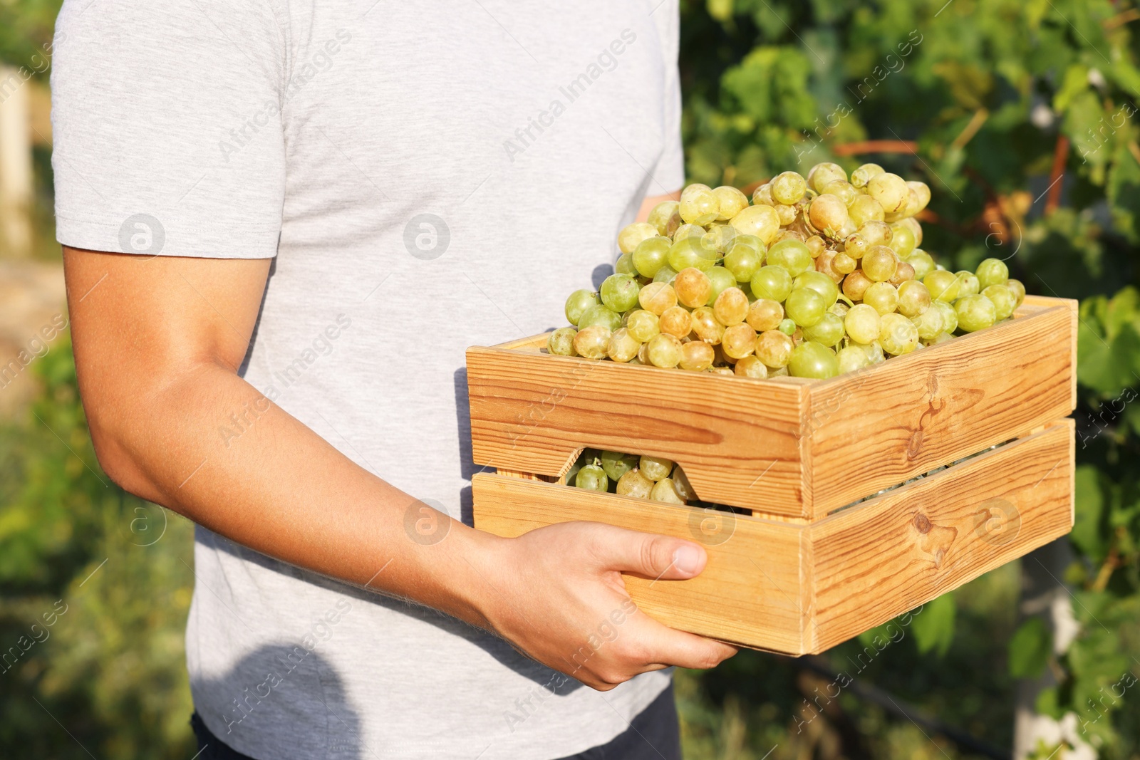 Photo of Farmer holding wooden crate with ripe grapes in vineyard, closeup