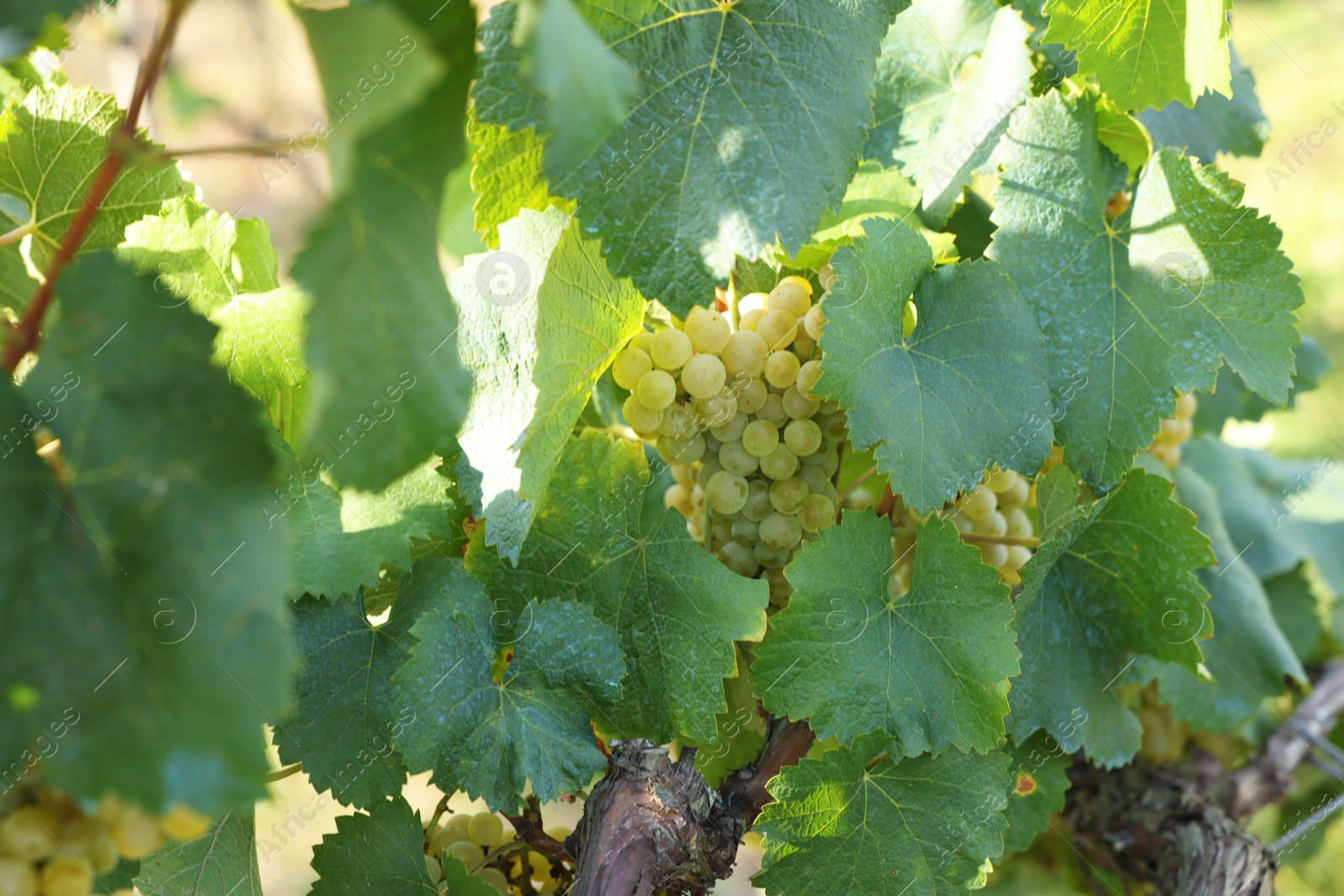 Photo of Ripe juicy grapes growing in vineyard outdoors