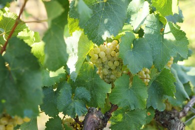 Photo of Ripe juicy grapes growing in vineyard outdoors