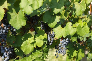 Photo of Ripe juicy grapes growing in vineyard outdoors