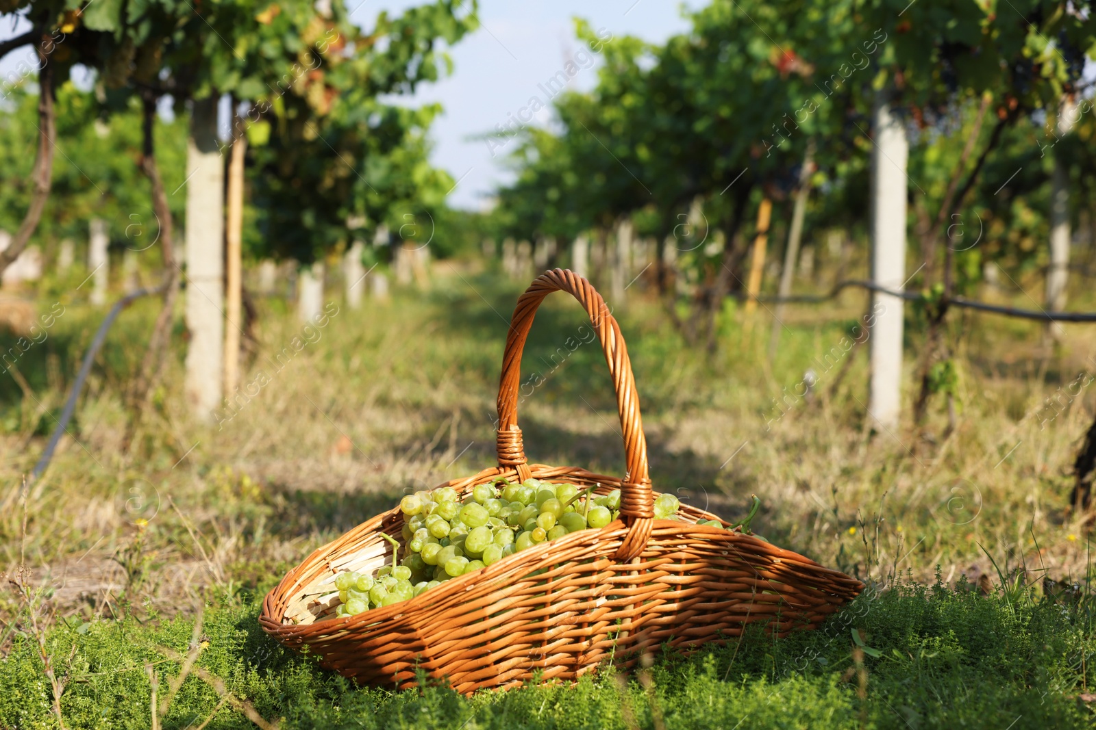 Photo of Ripe grapes in wicker basket outdoors on sunny day