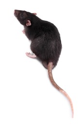 One rat on white background. Cute rodent