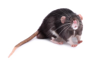 One rat on white background. Cute rodent