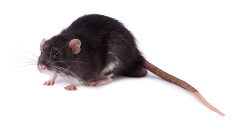 Photo of One rat on white background. Cute rodent