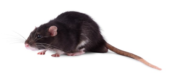 One rat on white background. Cute rodent