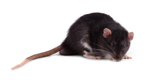 One rat on white background. Cute rodent