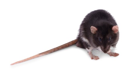 Photo of One rat on white background. Cute rodent