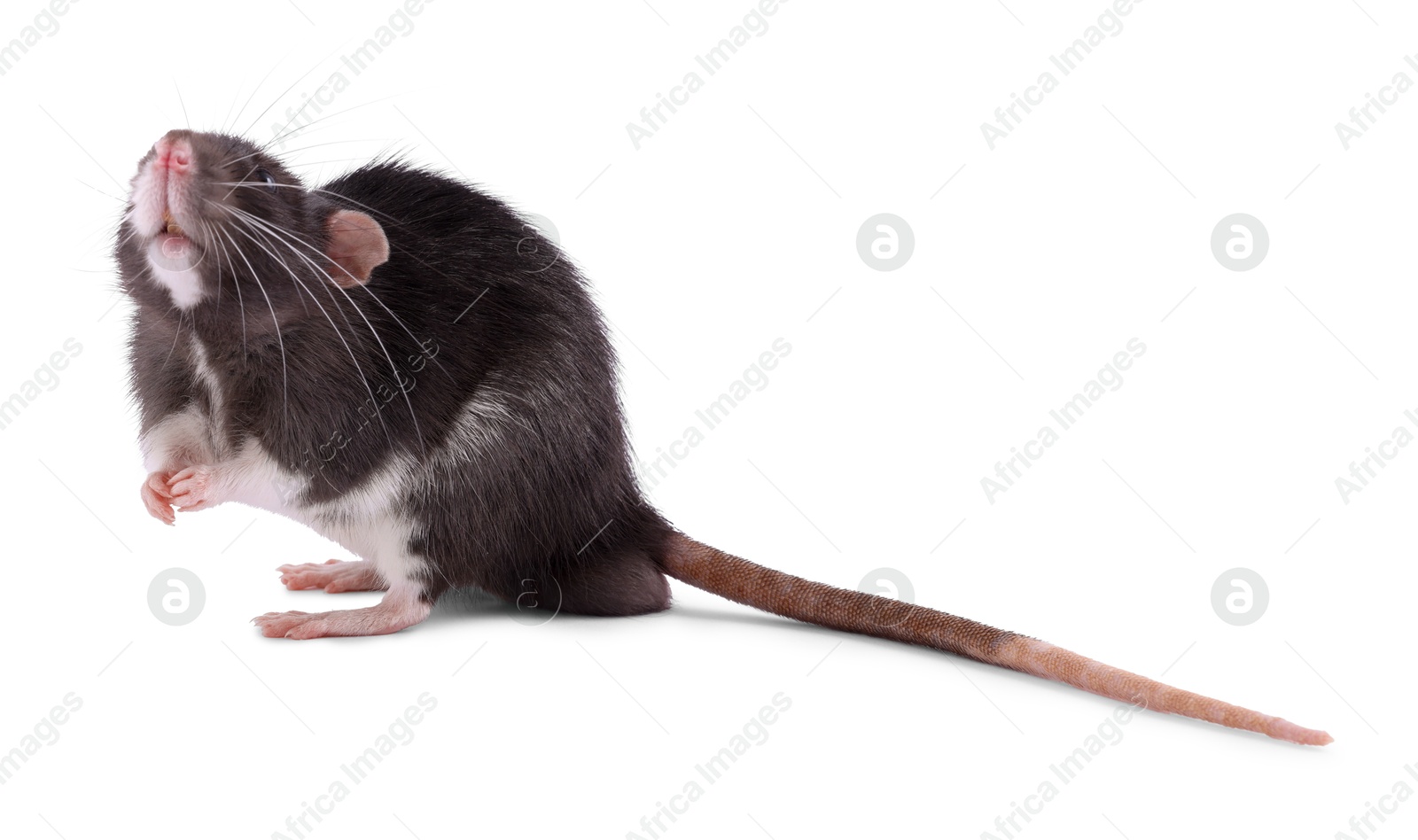 Photo of One rat on white background. Cute rodent