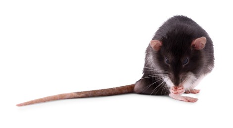 One rat on white background. Cute rodent