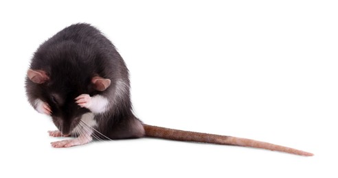 Photo of One rat on white background. Cute rodent