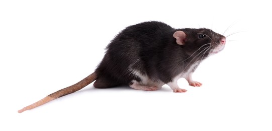 One rat on white background. Cute rodent