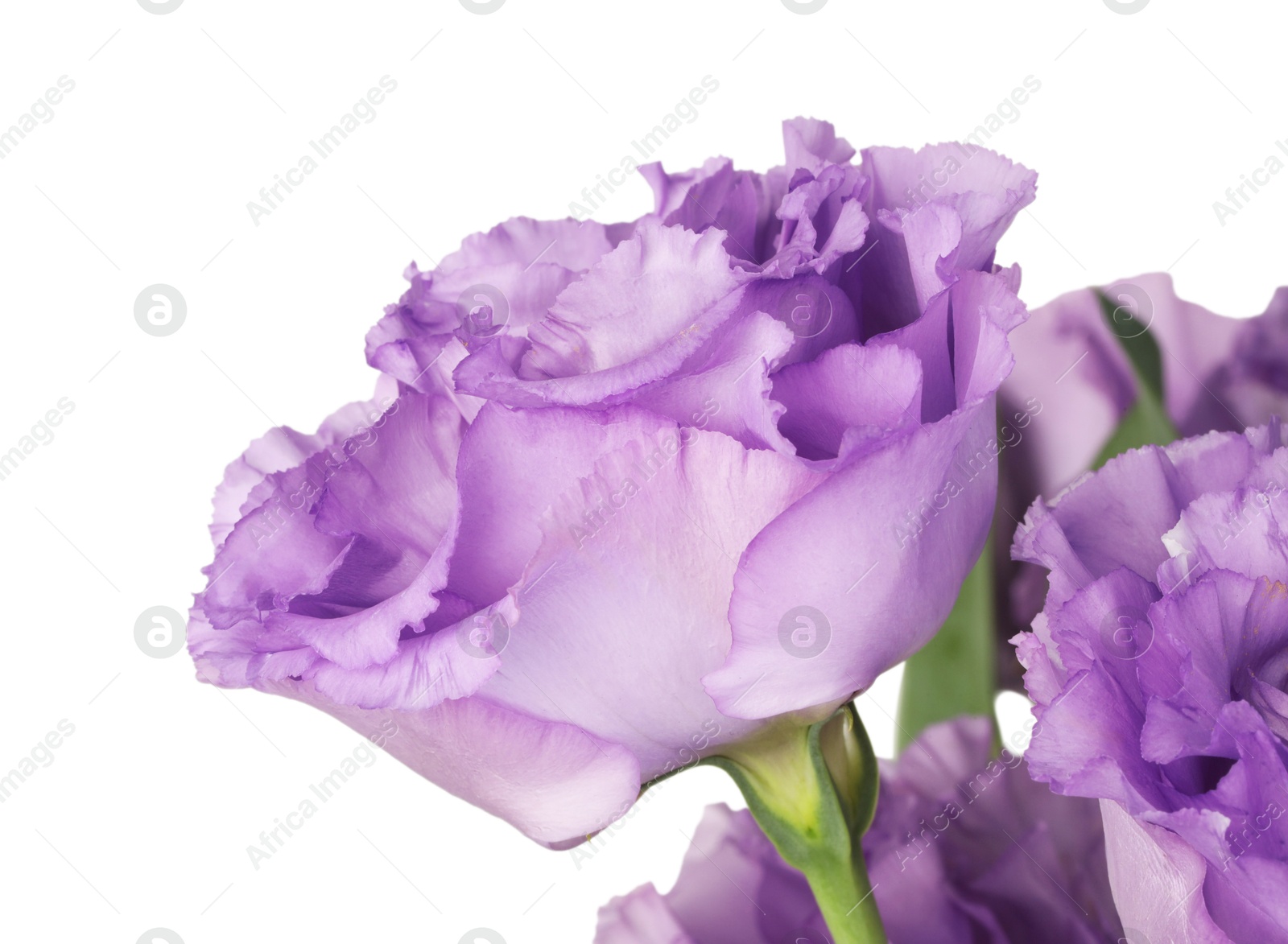 Photo of Beautiful violet eustoma flowers with green leaves isolated on white