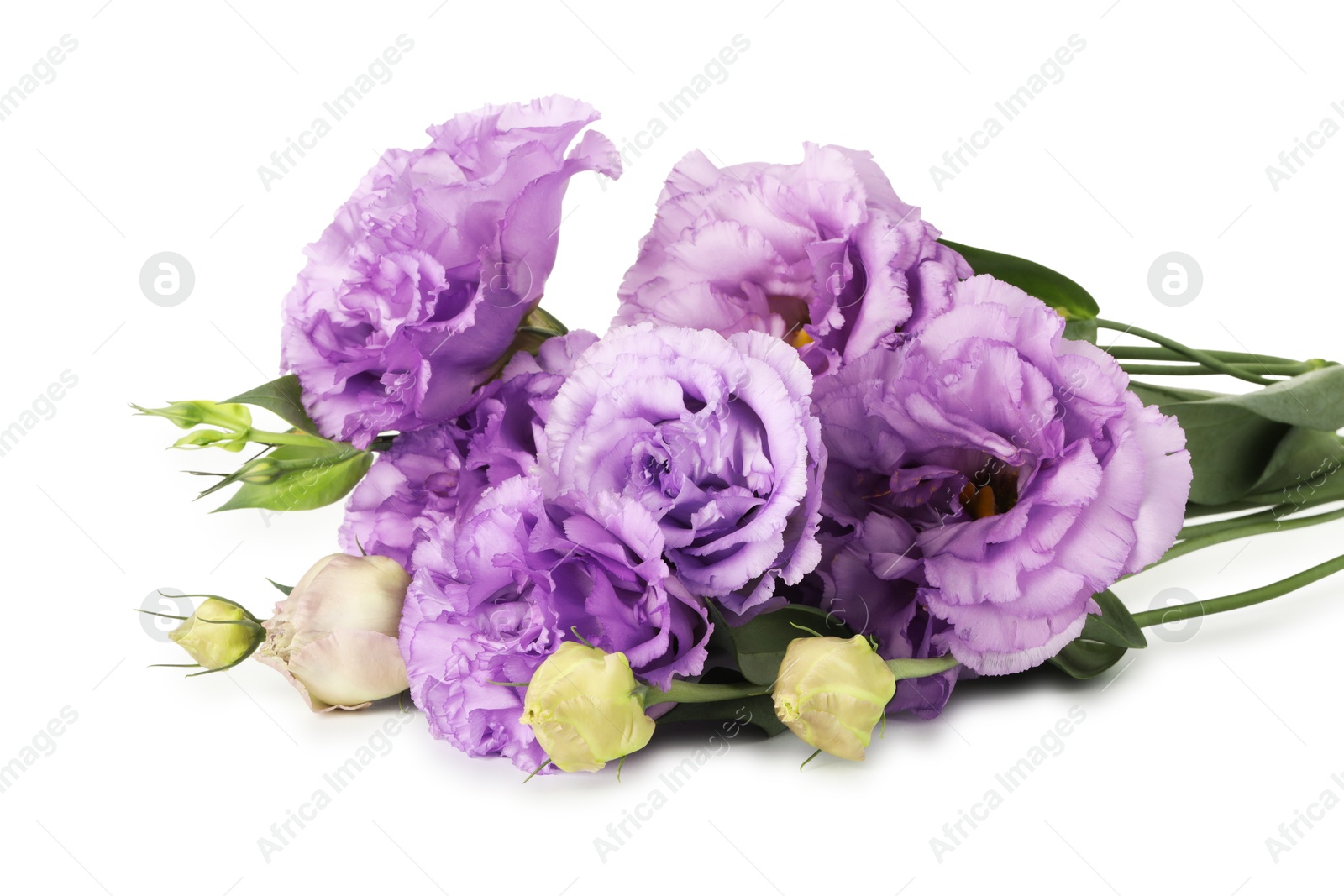 Photo of Beautiful violet eustoma flowers with green leaves isolated on white