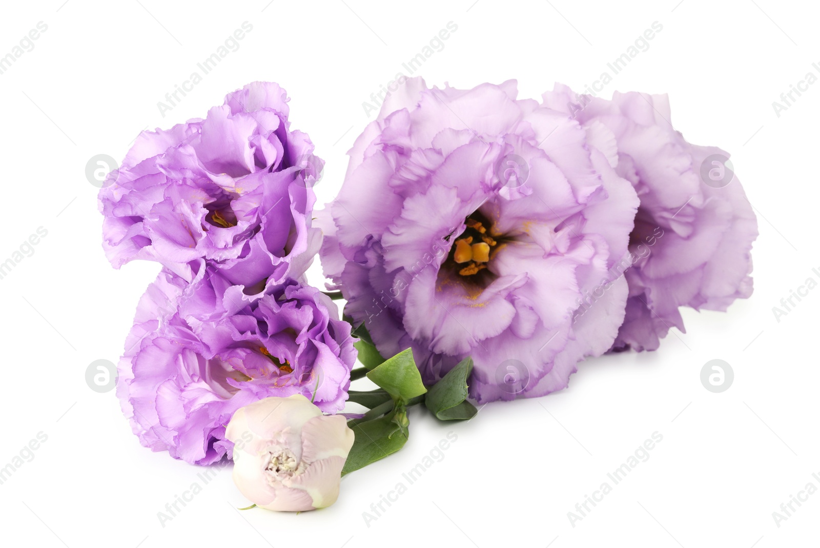 Photo of Beautiful violet eustoma flowers isolated on white