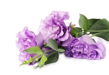 Photo of Beautiful violet eustoma flowers with green leaves isolated on white