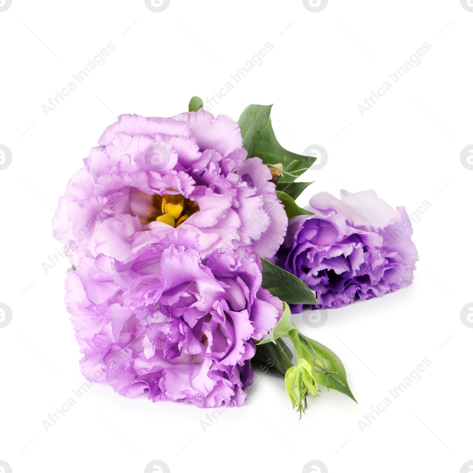 Photo of Beautiful violet eustoma flowers with green leaves isolated on white