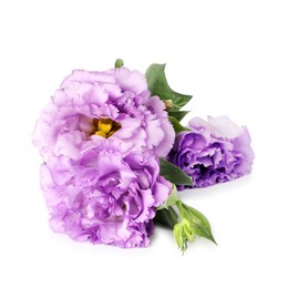 Photo of Beautiful violet eustoma flowers with green leaves isolated on white