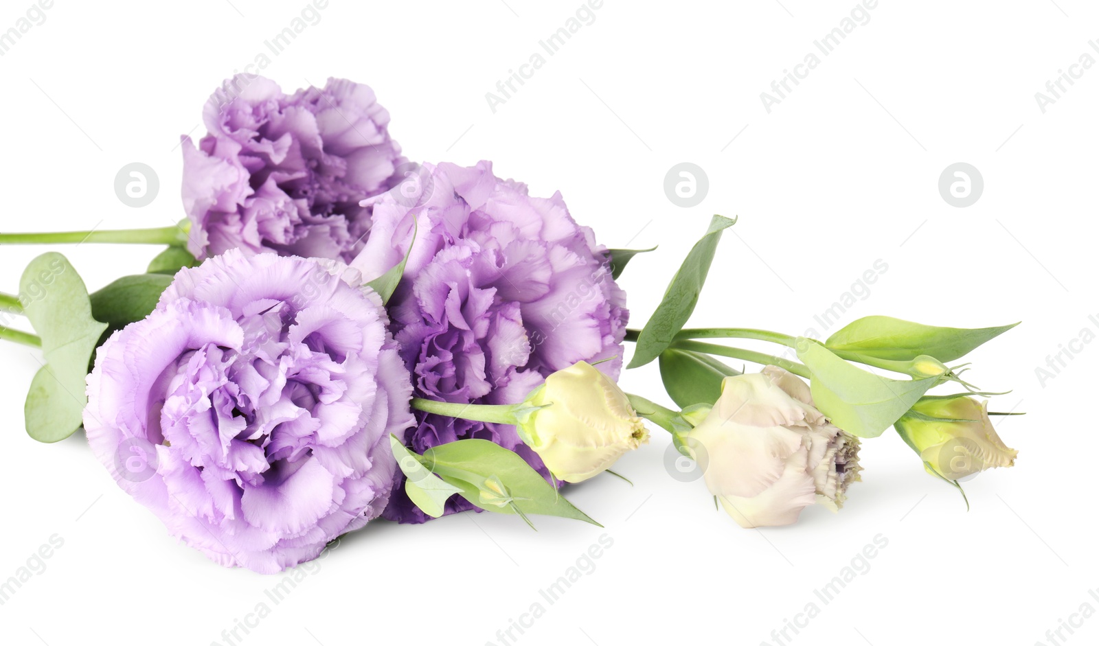 Photo of Beautiful violet eustoma flowers with green leaves isolated on white