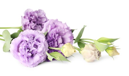 Photo of Beautiful violet eustoma flowers with green leaves isolated on white