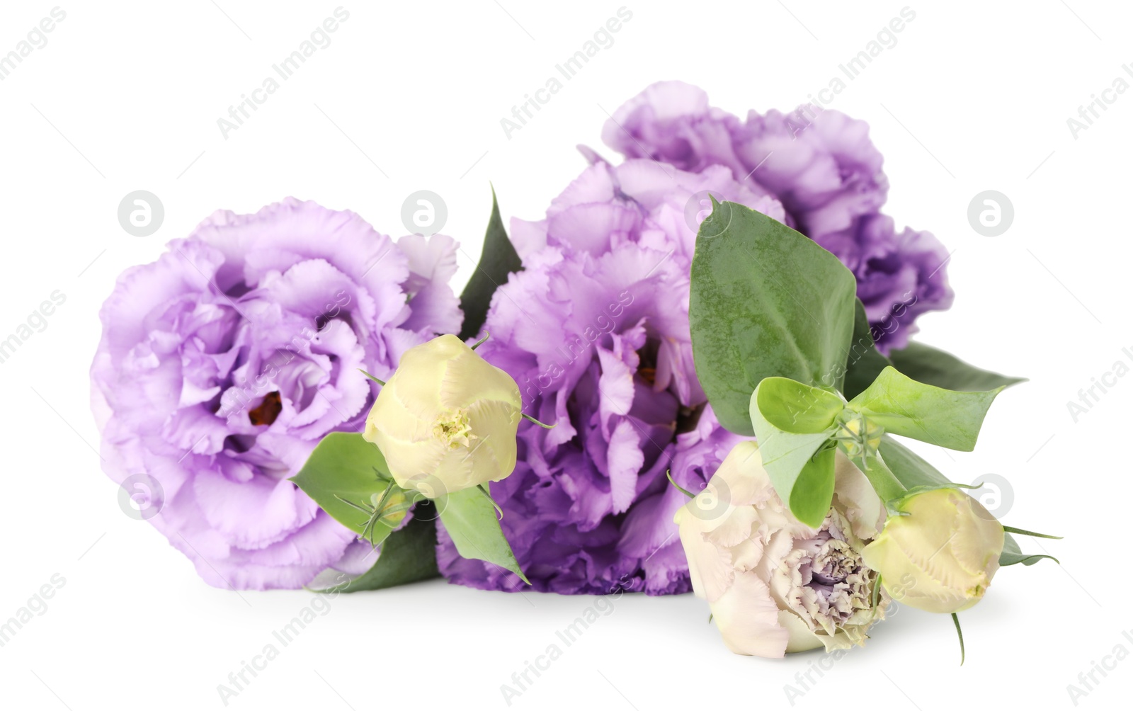 Photo of Beautiful violet eustoma flowers with green leaves isolated on white