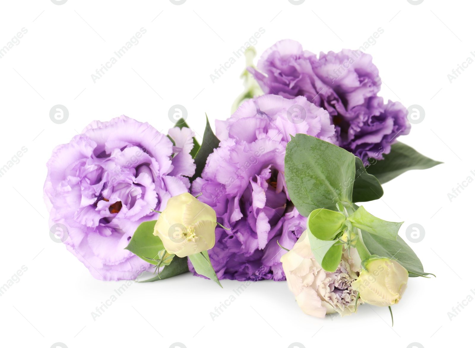 Photo of Beautiful violet eustoma flowers with green leaves isolated on white