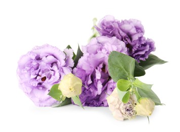 Photo of Beautiful violet eustoma flowers with green leaves isolated on white