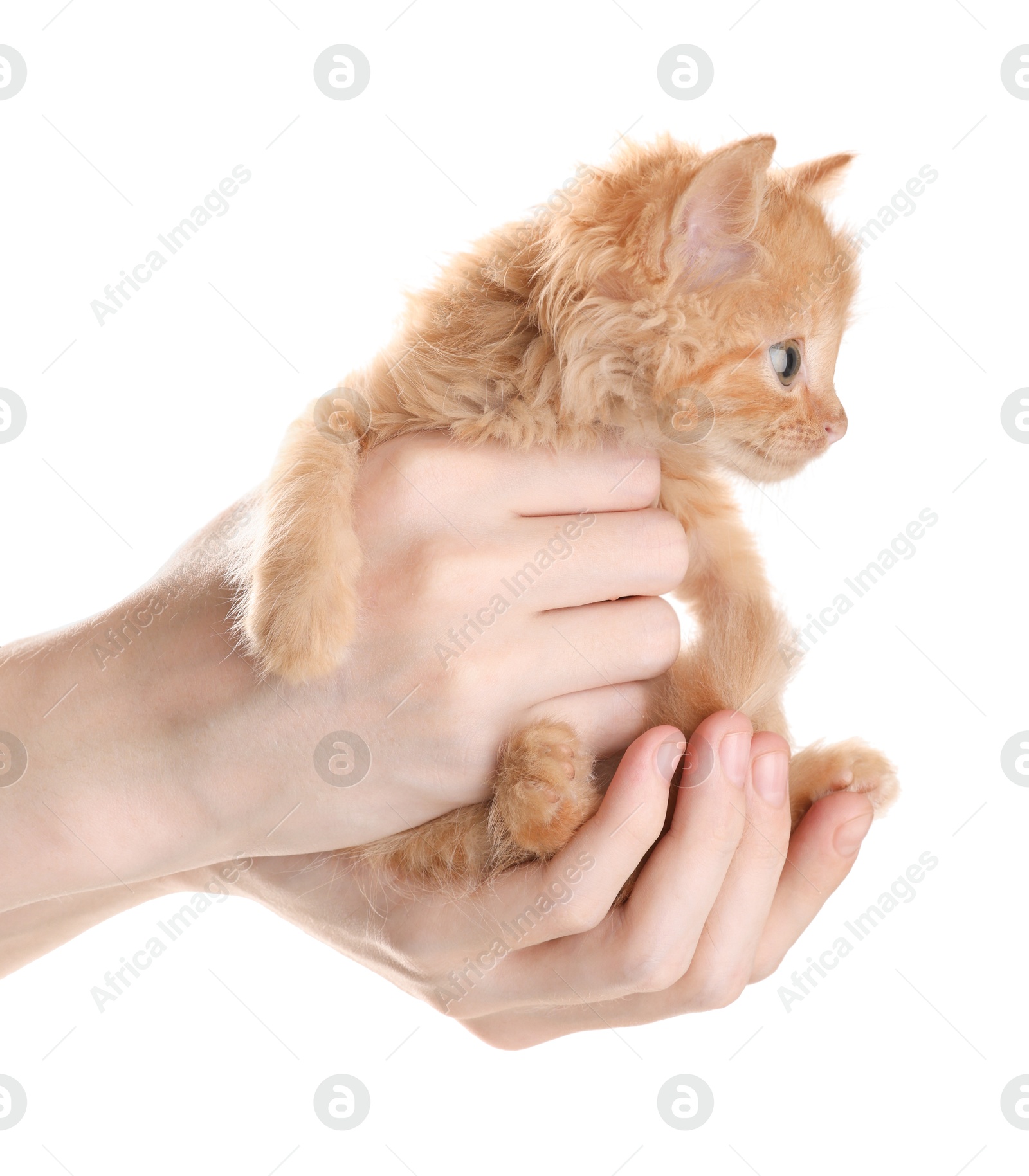 Photo of Teenage boy holding cute ginger kitten on white background, closeup