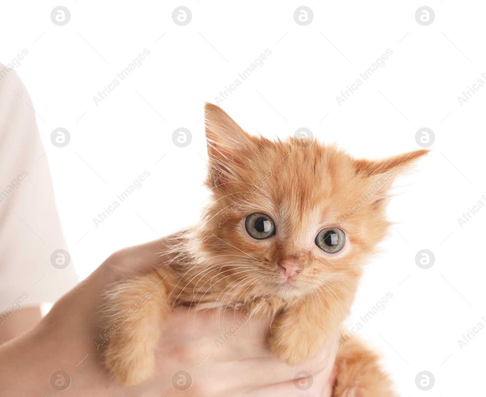 Photo of Teenage boy holding cute ginger kitten on white background, closeup